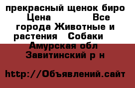 прекрасный щенок биро › Цена ­ 20 000 - Все города Животные и растения » Собаки   . Амурская обл.,Завитинский р-н